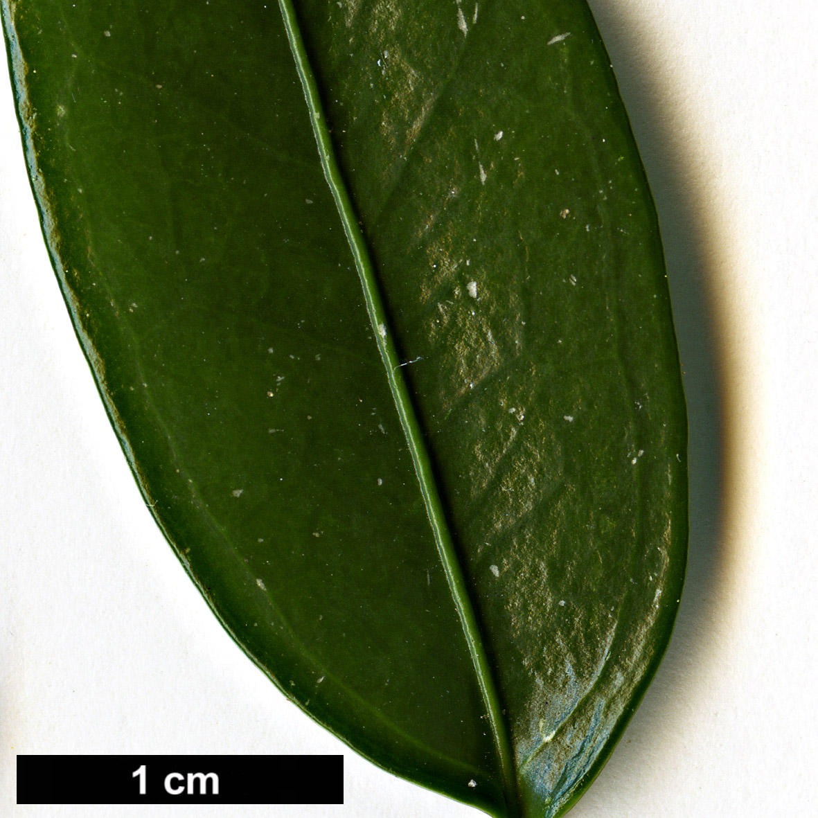 High resolution image: Family: Buxaceae - Genus: Sarcococca - Taxon: ruscifolia - SpeciesSub: var. chinensis 'Dragon Gate'